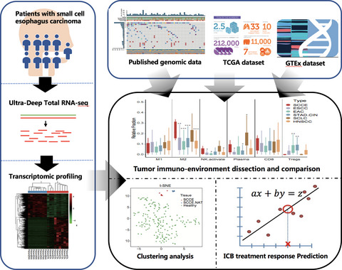Systematic analysis of the transcriptome in small-cell carcinoma of the esophagus reveals its immune microenvironment