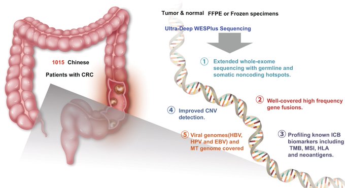 Comprehensive profiling of 1015 patients’ exomes reveals genomic-clinical associations in colorectal cancer