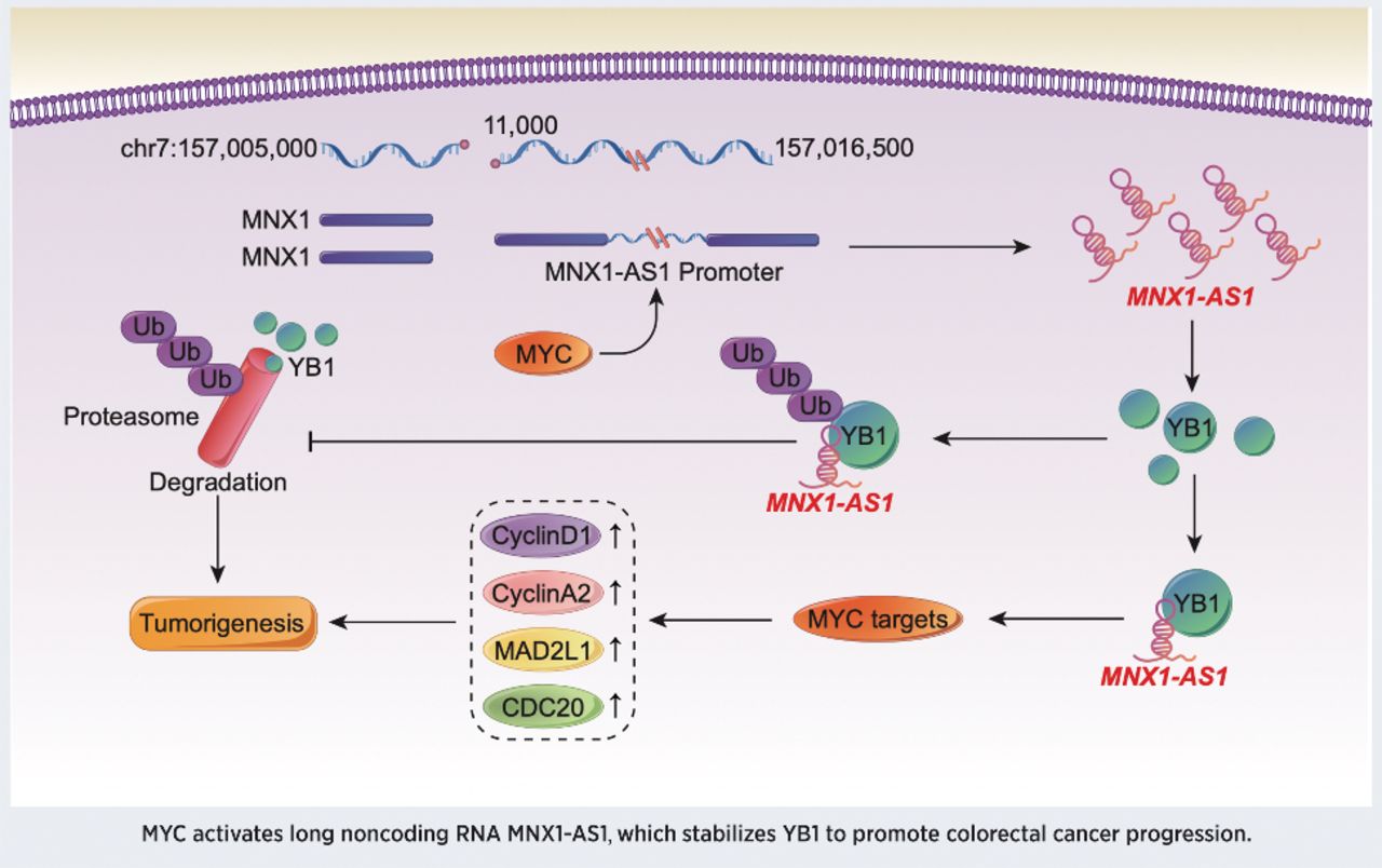 MYC-activated lncRNA MNX1-AS1 promotes the progression of colorectal cancer by stabilizing YB1